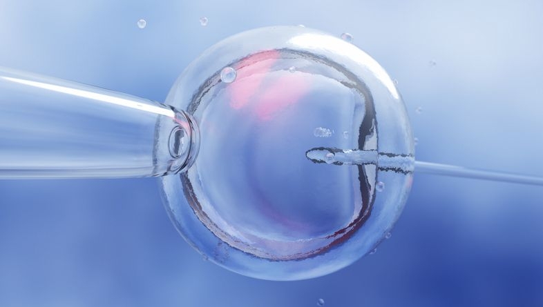 egg fertilisation ivf